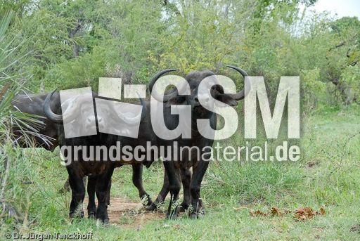 Afrikanischer Büffel (98 von 102).jpg